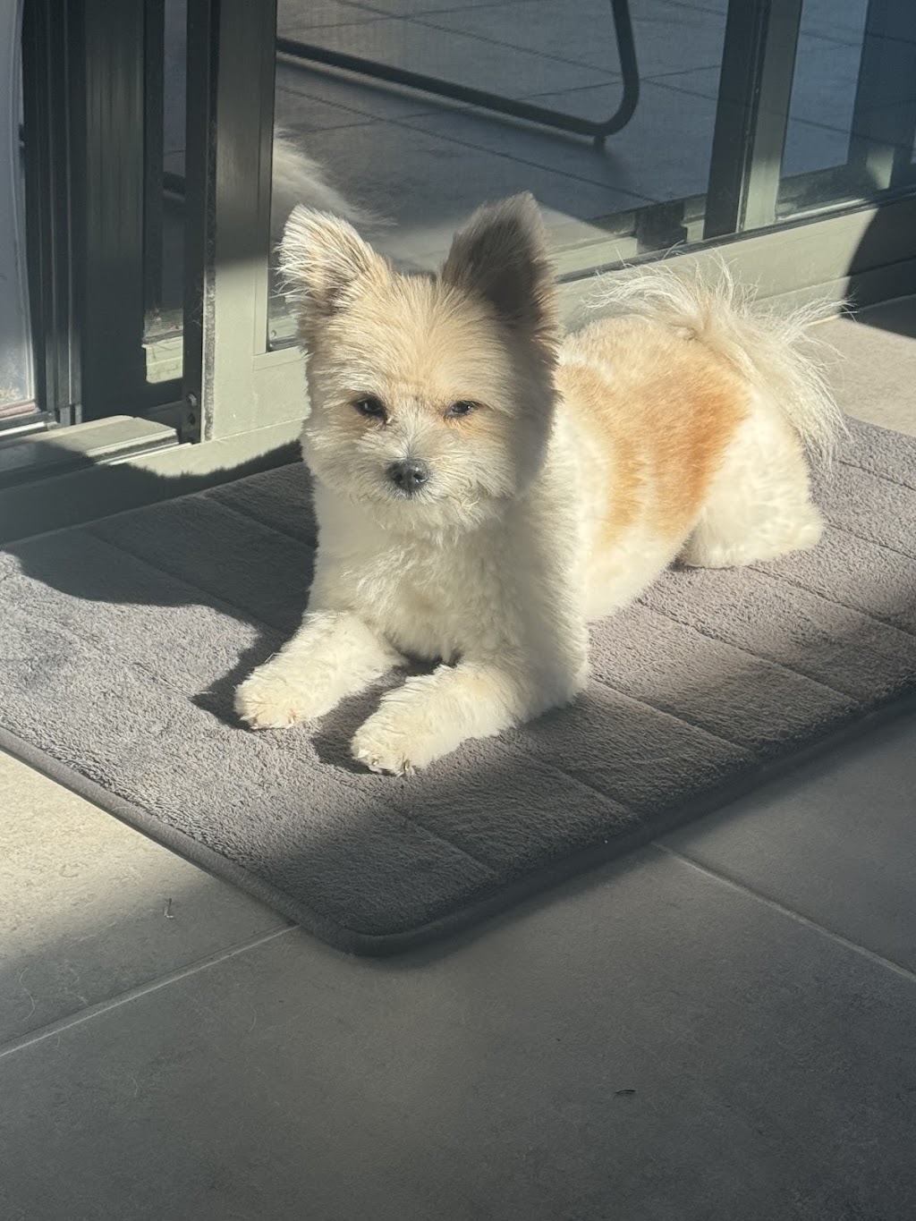 The Dog Grooming Garage | 13 Wiregrass Ave, Denham Court NSW 2565, Australia | Phone: 0438 049 618