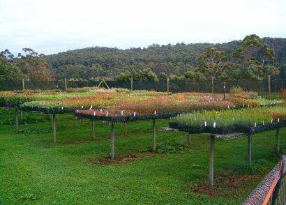 Redbreast Plants | 242 Robin Hill Rd, Flowerdale TAS 7325, Australia | Phone: (03) 6442 4833