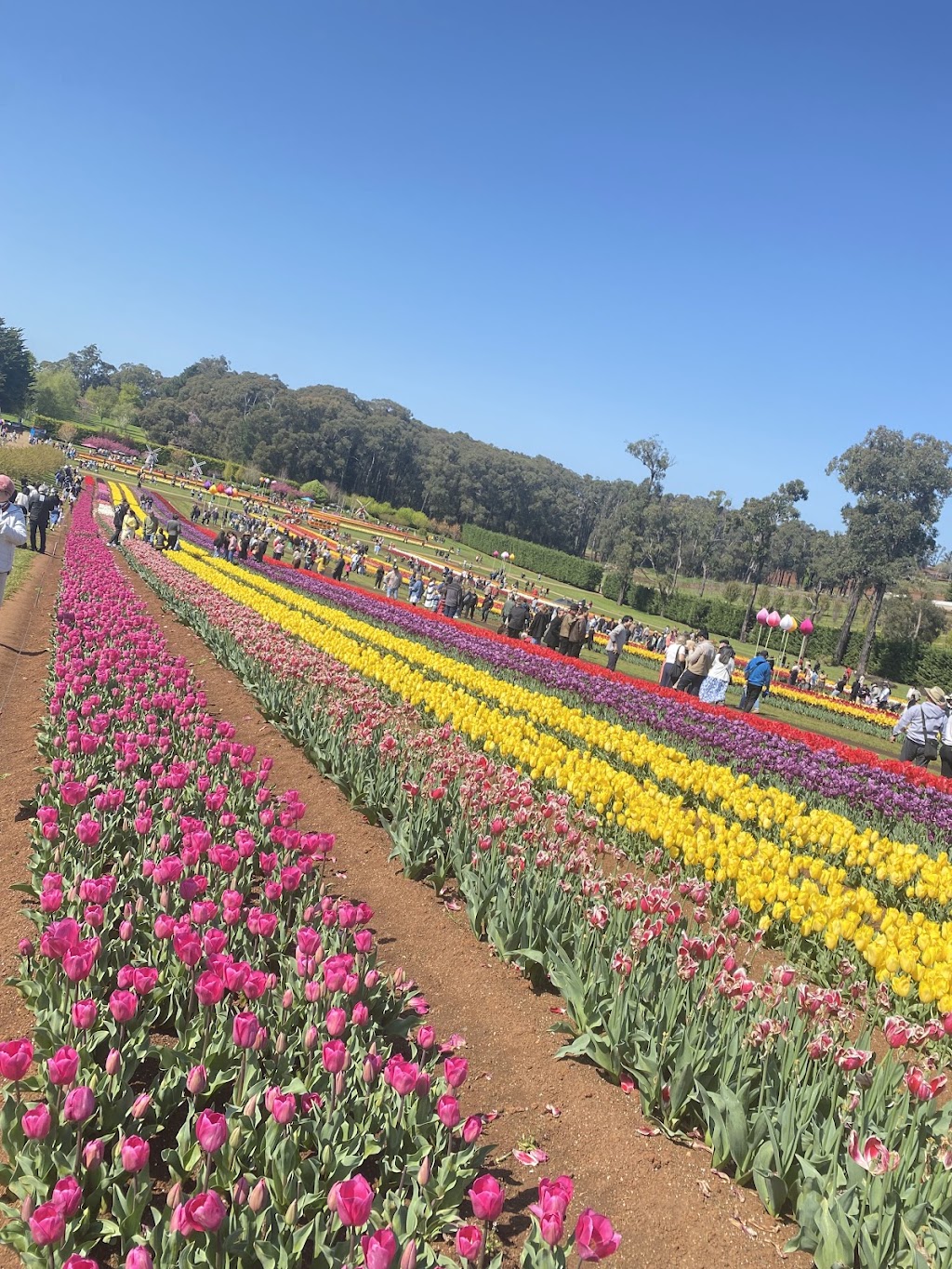 Red Earth Bulbs | 55 Spring Rd, Silvan VIC 3795, Australia | Phone: (03) 9737 9790