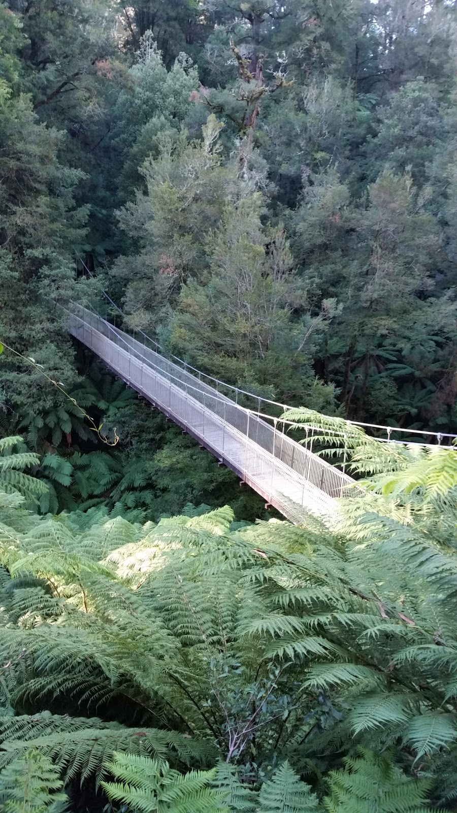 Tarra-Bulga National Park | park | Victoria 3971, Australia | 131963 OR +61 131963