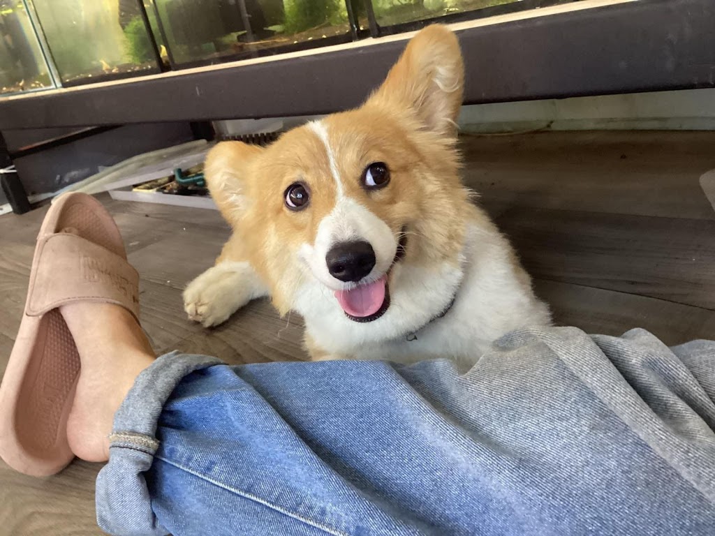 Sues Pet Transport | 8 Connaghan Ave, East Corrimal NSW 2518, Australia | Phone: 0456 813 583