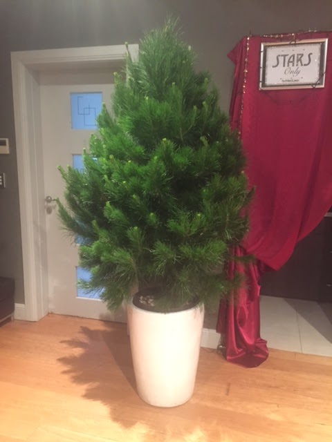 Merlinos Christmas Trees | store | 260 Great N Rd, Wareemba NSW 2046, Australia | 0297132861 OR +61 2 9713 2861