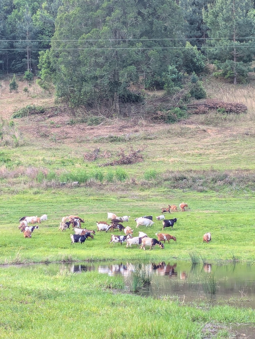 Zendara | 804 Main Arm Rd, Main Arm NSW 2482, Australia | Phone: 0415 998 956