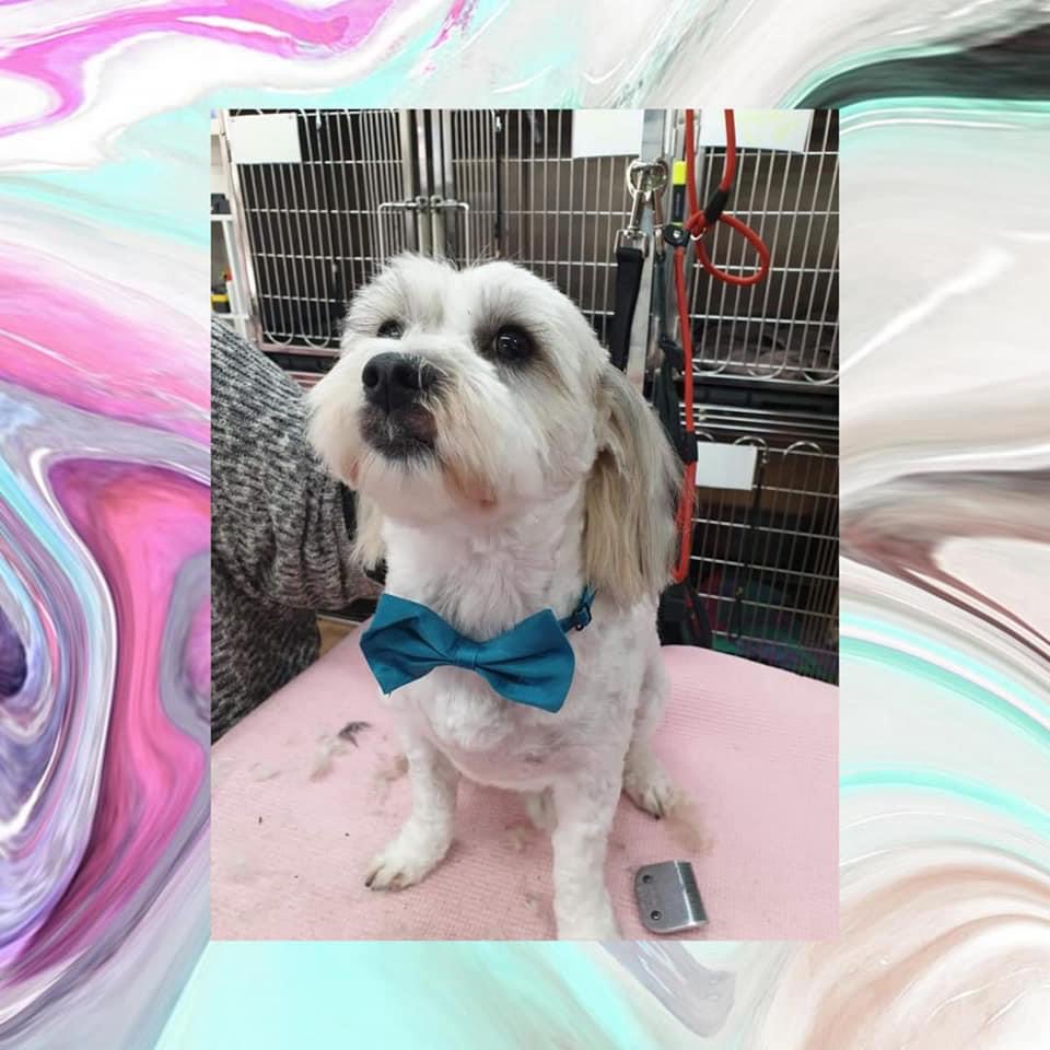 Happy dog pet grooming |  | 64 Radfords Rd, Nirranda South VIC 3268, Australia | 0457807589 OR +61 457 807 589