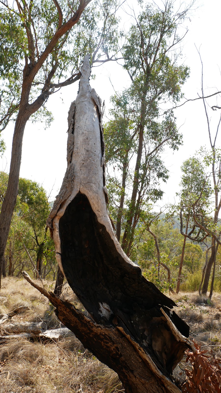 Warrandyte - Kinglake Nature Conservation Reserve | park | Victoria, Australia