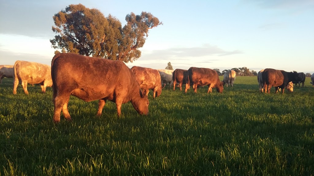Murray Grey Beef Cattle Society | food | Agricultural Business Research Institute, University of New England, The Short Run, Armidale NSW 2351, Australia | 0267732022 OR +61 2 6773 2022