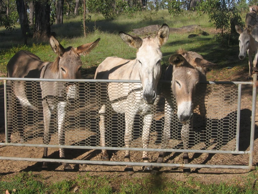 Kalinvale Farm |  | LOT 3765 Rocca Rd, Kalunga QLD 4887, Australia | 0476546914 OR +61 476 546 914