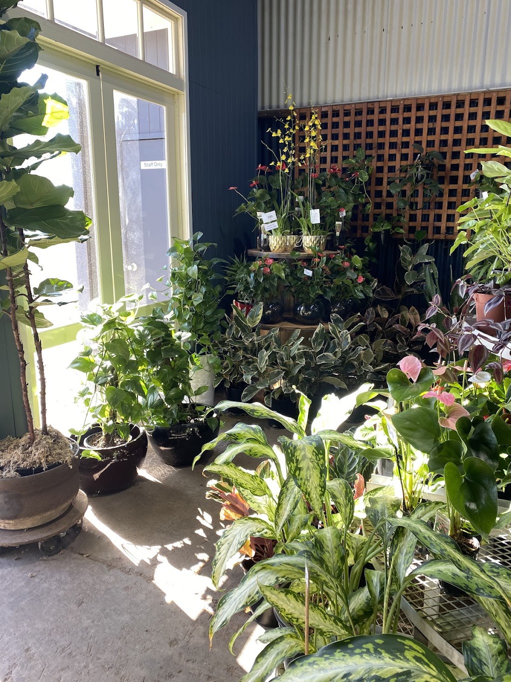 Houseplants Plus | 1 K Rd, Werribee South VIC 3030, Australia | Phone: (03) 8754 9973