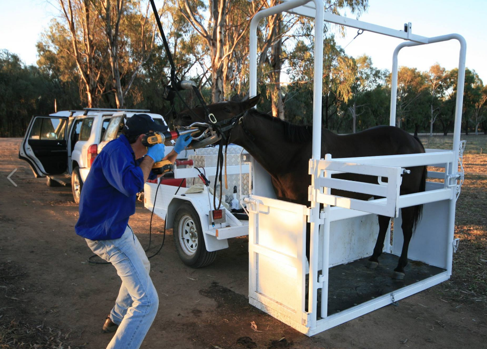 Western Rivers Veterinary Group | 35 Zora St, Warren NSW 2824, Australia | Phone: (02) 6847 4795