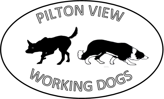 Pilton View Working Dogs | 80 Fiechtners Ln, Budgee QLD 4359, Australia | Phone: 0450 012 121