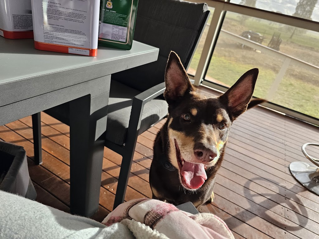 Jims Dog Wash California Gully | 22 Pearce St, California Gully VIC 3556, Australia | Phone: 0483 092 411