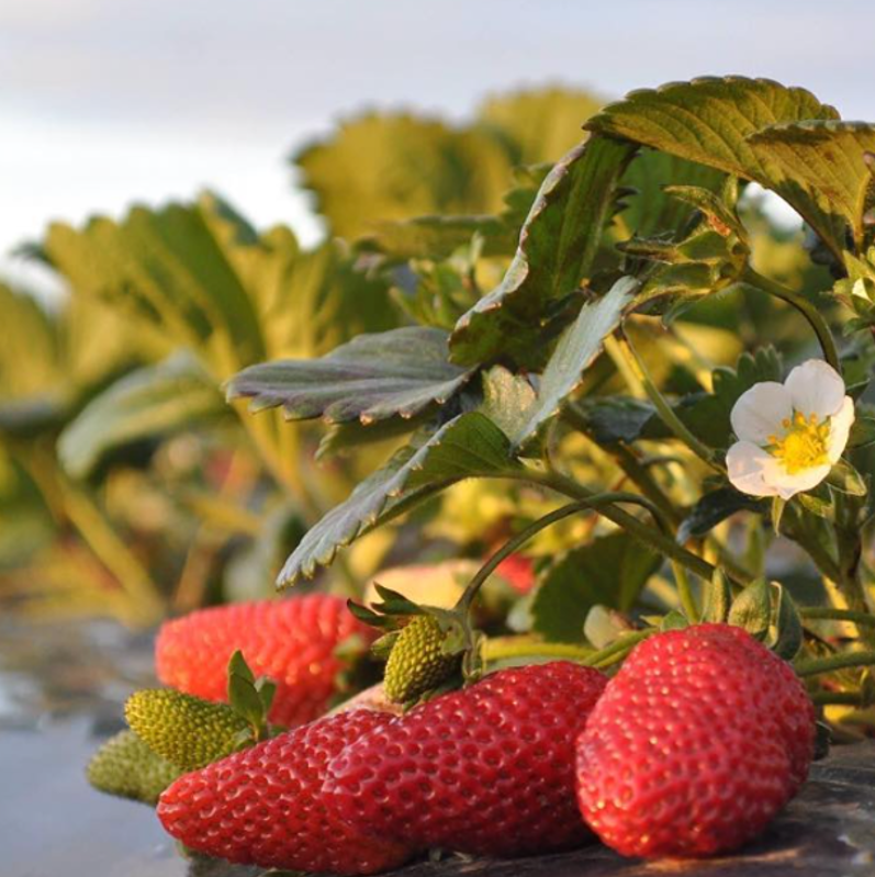 The Strawberry Pick | 359 Lady Augusta Rd, Echuca Village VIC 3564, Australia | Phone: 0414 555 044