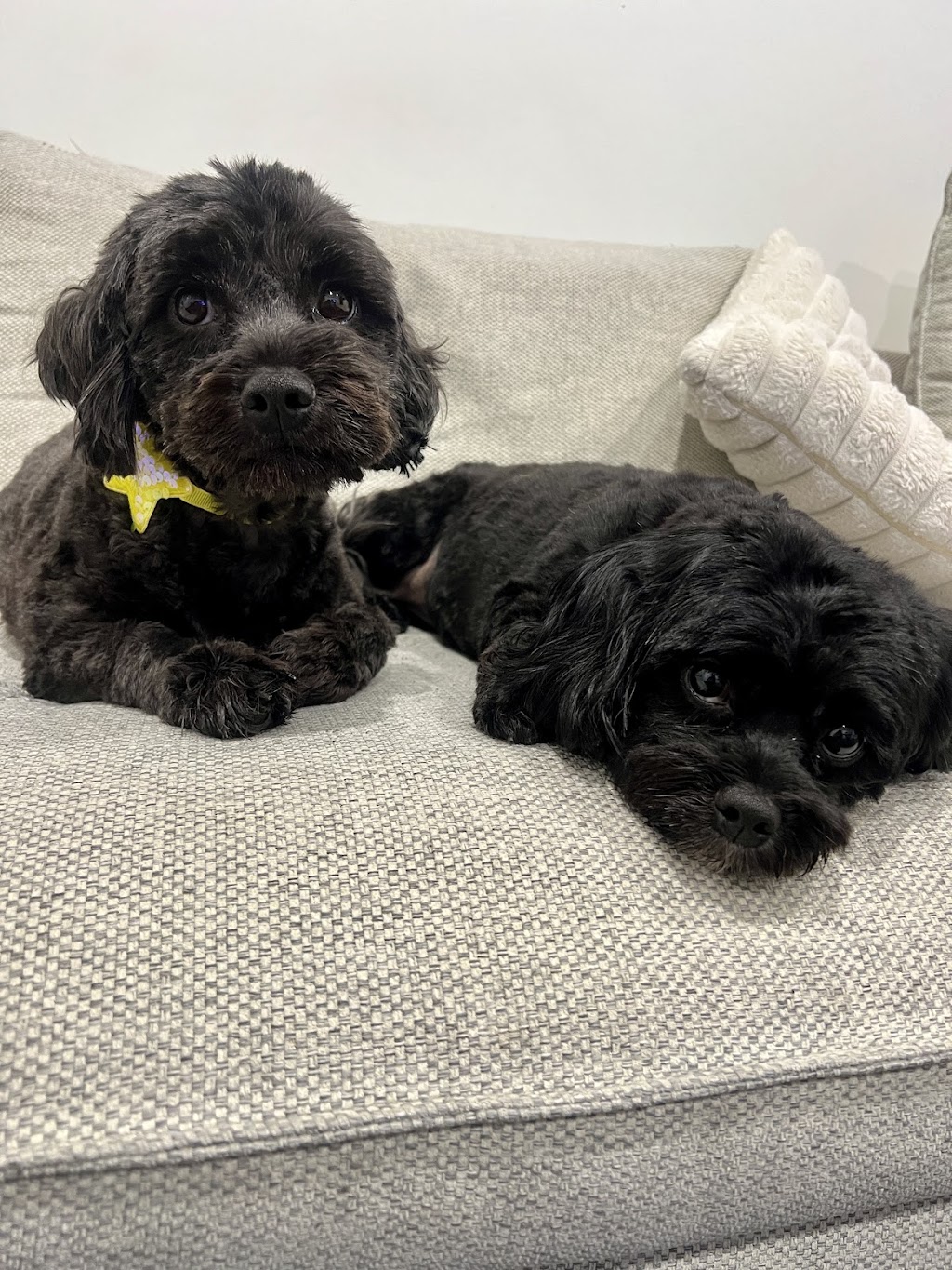 The Dog Grooming Garage | 13 Wiregrass Ave, Denham Court NSW 2565, Australia | Phone: 0438 049 618