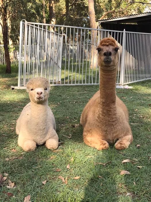 SAPHIRE PARK ALPACAS | 1166 Paterson Rd, Woodville NSW 2321, Australia | Phone: 0425 278 886