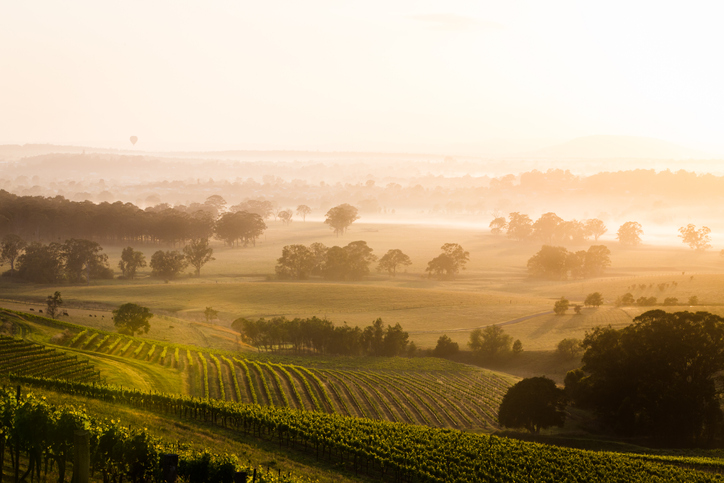 Cork & Tap Tours | Broke Rd, Pokolbin NSW 2320, Australia | Phone: 0407 816 652