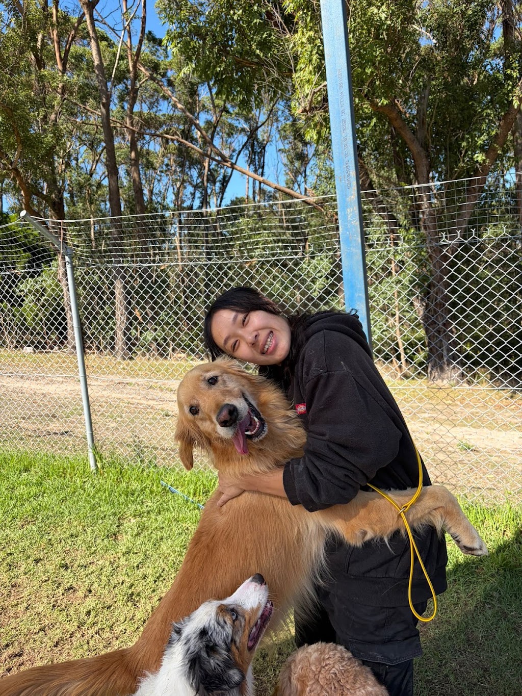 Dogdayz Dog Boarding - Lysterfield | 32 Powells Rd, Lysterfield VIC 3156, Australia | Phone: (03) 9752 7273