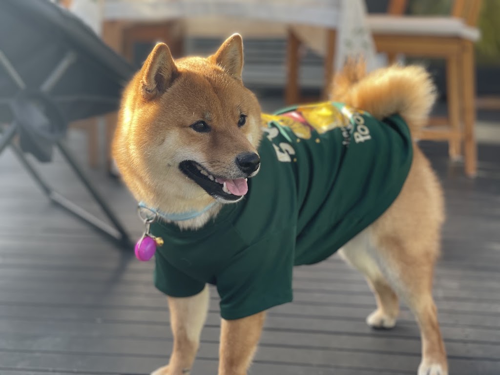 Rambos Pet Grooming | 6 Rae St, Bentleigh East VIC 3165, Australia | Phone: 0468 406 887