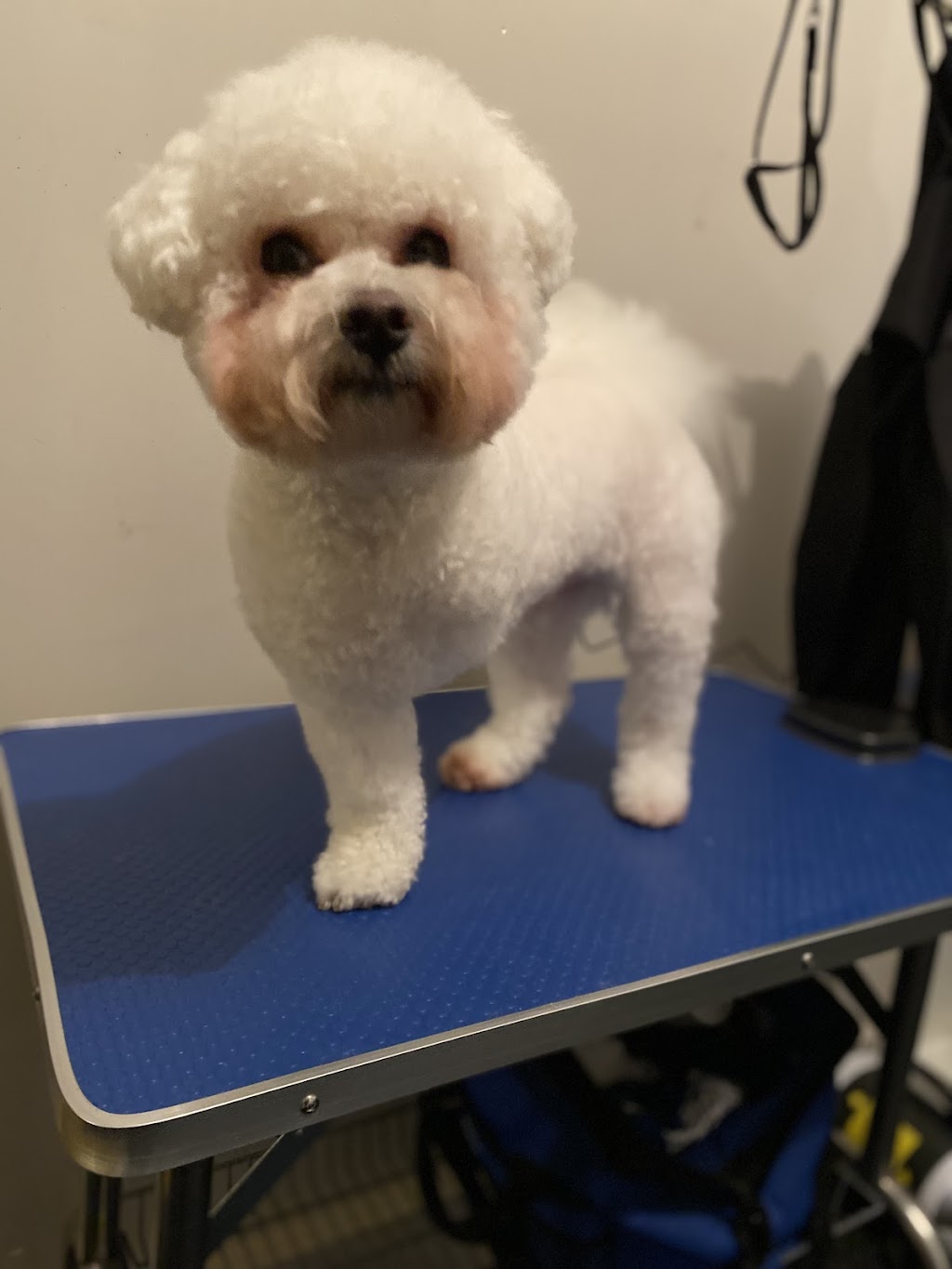 Pearly Clean Mutts | 22 Earlston Pl, Craigieburn VIC 3064, Australia | Phone: 0400 799 009