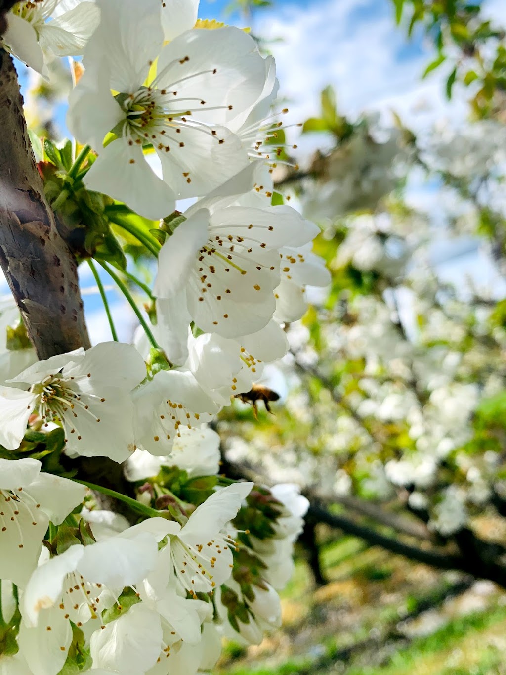 Tasmania Birchs Bay Cherries | 3644 Channel Hwy, Birchs Bay TAS 7162, Australia | Phone: (03) 6267 7028