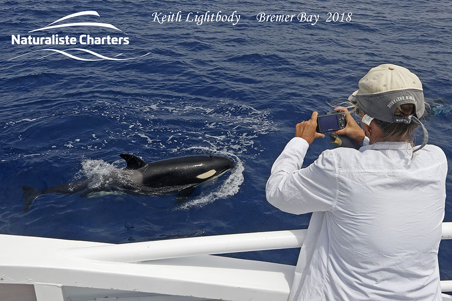 Naturaliste Charters Whale Watching & Killer Whale Expeditions | travel agency | 25 Dunn Bay Rd, Dunsborough WA 6281, Australia | 0897505500 OR +61 8 9750 5500