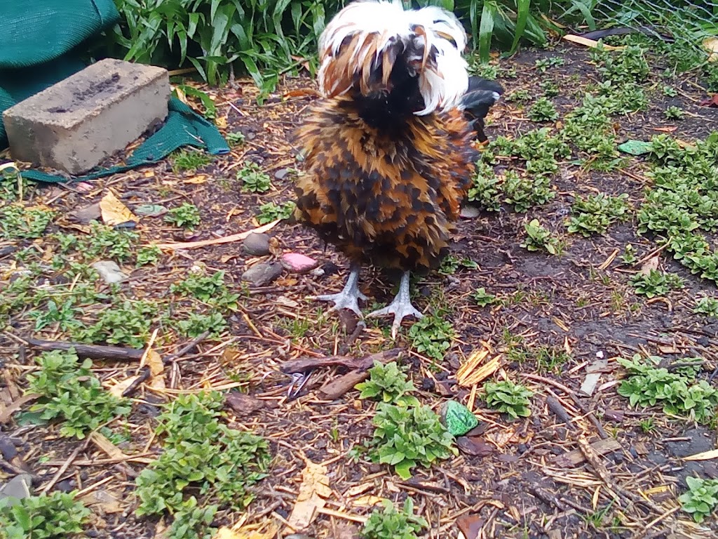 The pom pom patch | 000, Lansdowne NSW 2430, Australia | Phone: (02) 6556 7362