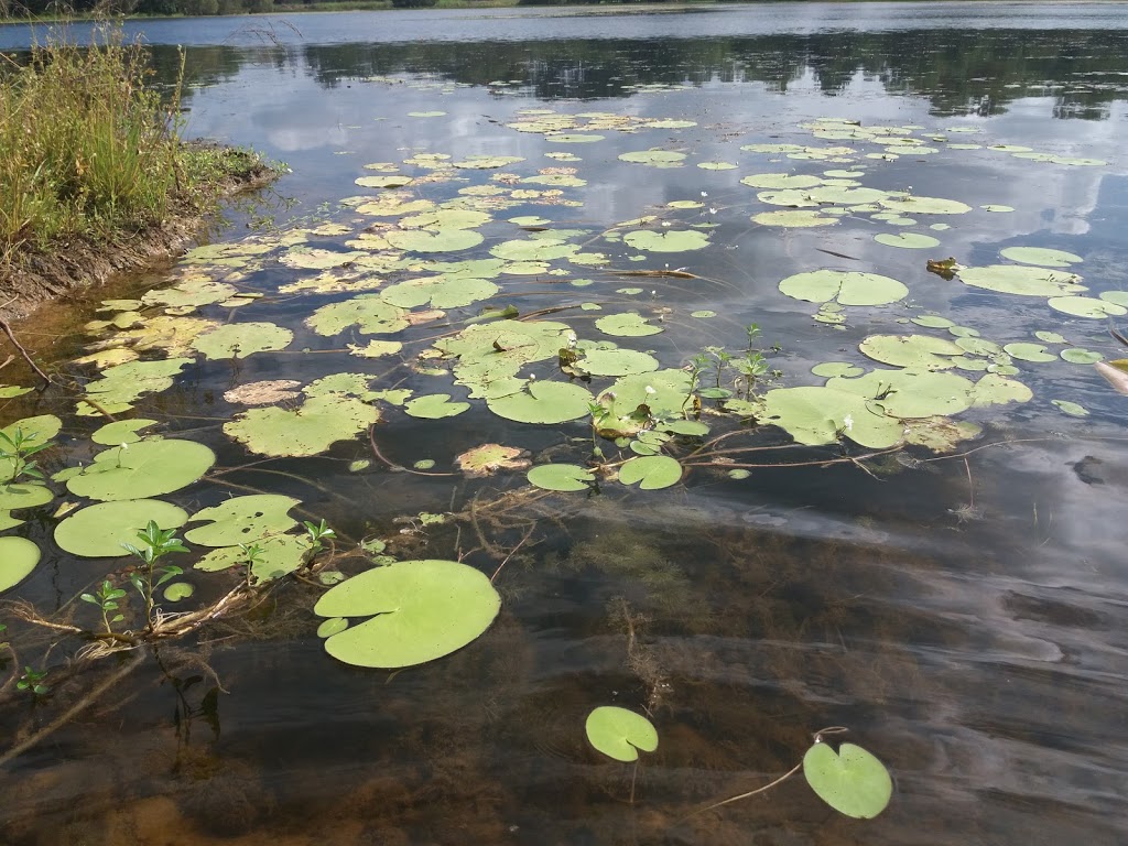 Jabiru Park | park | Grange Rd, Lake MacDonald QLD 4563, Australia