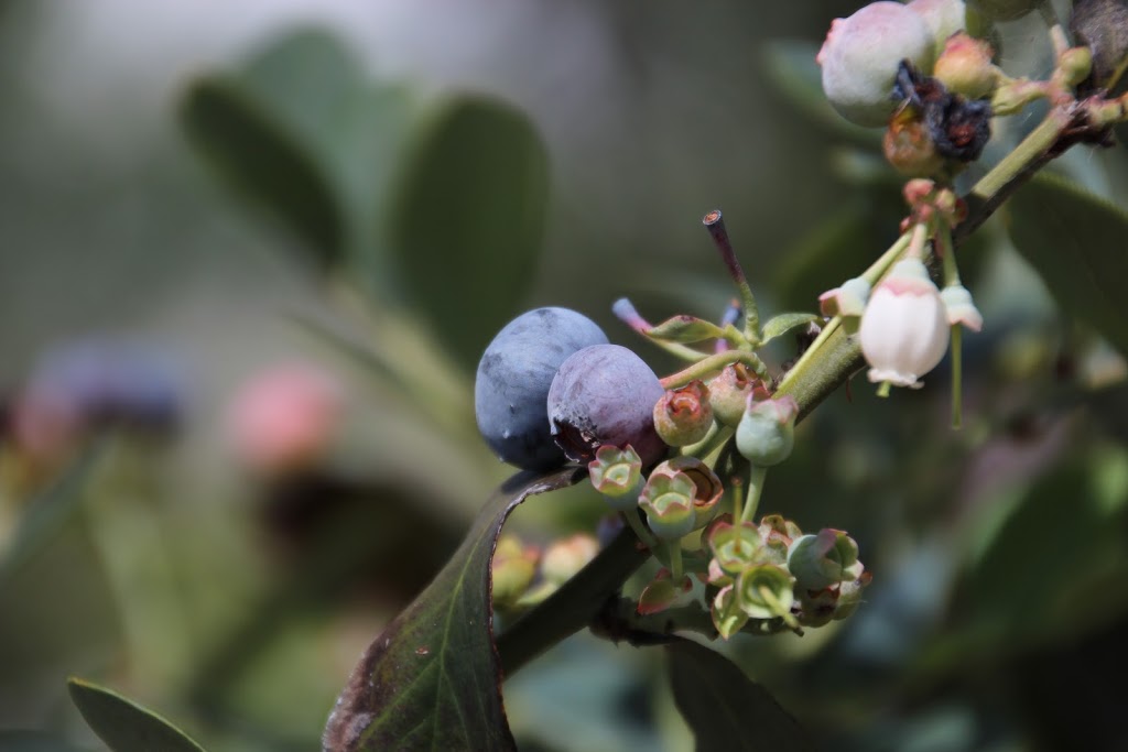 Red Hill Blueberries PTY LTD |  | 221B Bennetts Rd, Coffs Harbour NSW 2450, Australia | 0412994970 OR +61 412 994 970