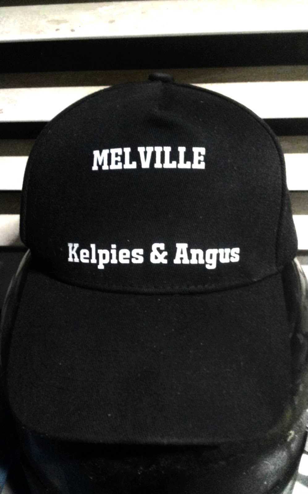 Melville kelpies & Angus | 385 Bloomfield road, Yarrowitch NSW 2354, Australia | Phone: 0457 786 888