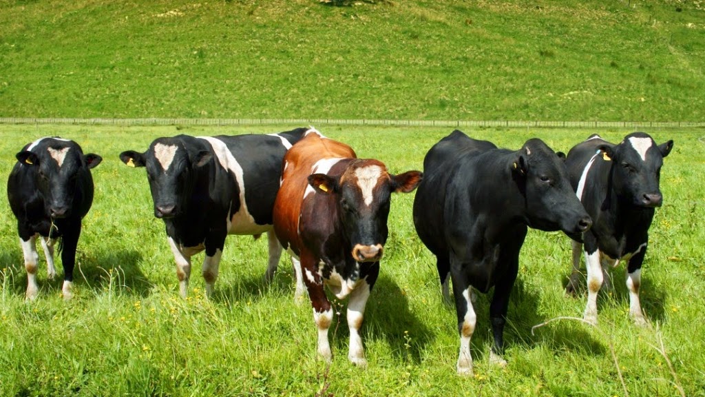 Cavalier Livestock Equipment | food | 41 Dennis Little Dr, Glanmire QLD 4570, Australia | 0754811602 OR +61 7 5481 1602