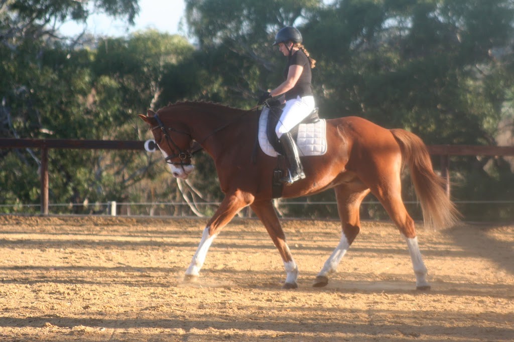 Hidden Rivers Horse Agistment & Laser Therapy | 621 Flaxley Rd, Bugle Ranges SA 5251, Australia | Phone: 0413 580 120