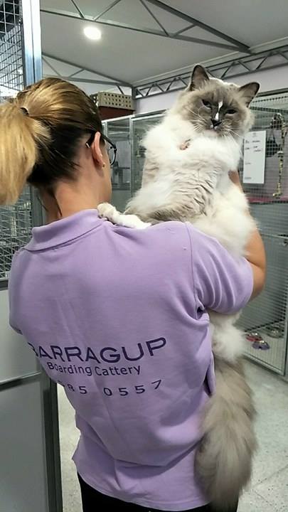 Barragup Boarding Cattery | veterinary care | 28 Woodview Way, Barragup WA 6209, Australia | 0895850557 OR +61 8 9585 0557