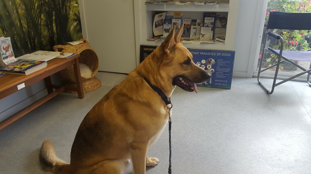 West Gosford Veterinary Clinic | veterinary care | 20 Jusfrute Dr, West Gosford NSW 2250, Australia | 0243236023 OR +61 2 4323 6023