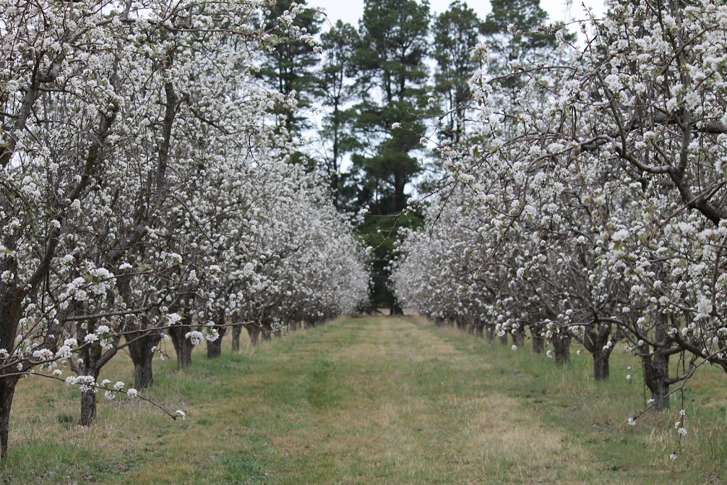 Greenhill Orchards |  | 670 Hawthorne Dr, Arding NSW 2358, Australia | 0267753177 OR +61 2 6775 3177