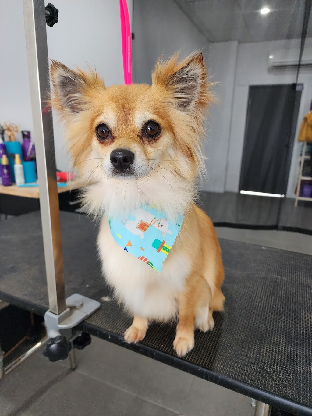 Picture Perfect Pets | shop 10 4/8 Walters St, Lowood QLD 4311, Australia | Phone: 0481 156 155