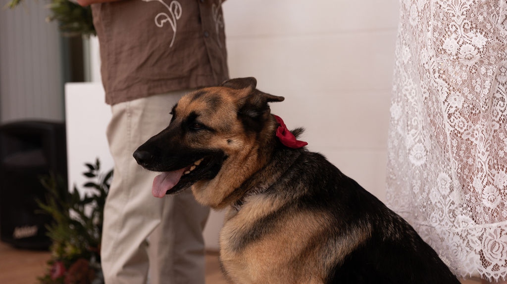Rainbow Bridge - In-Home Pet Euthanasia | 10 S Beach Rd, Somers VIC 3927, Australia | Phone: 0499 315 689