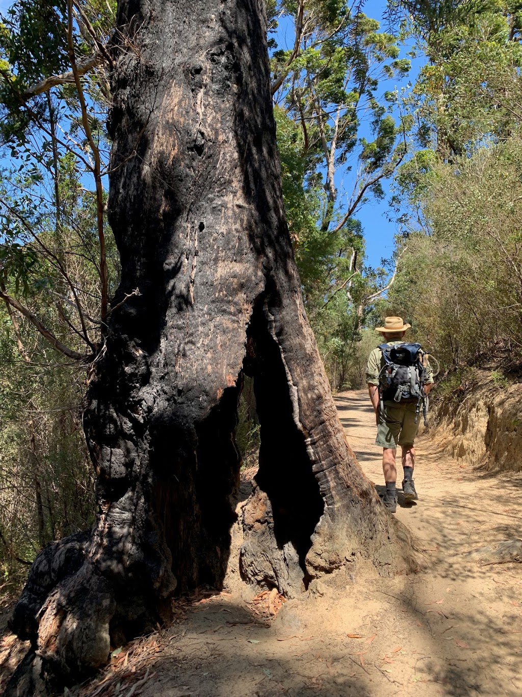 Lilly pilly Gully cir | Lilly Pilly Gully Circuit, Wilsons Promontory VIC 3960, Australia