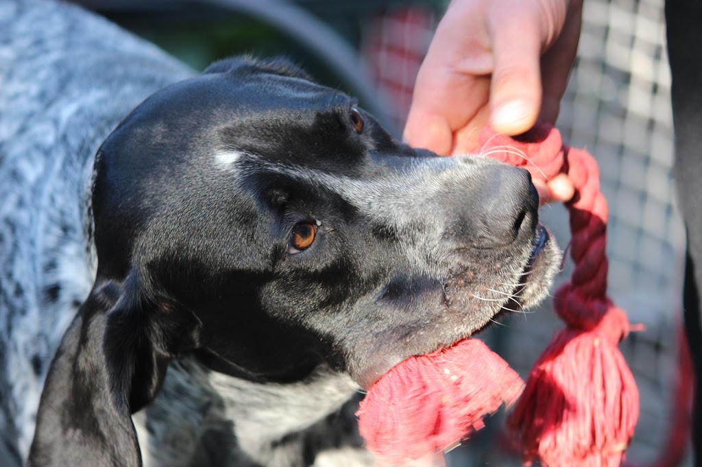 Lidias Dog Training | 26R Naranga Cres, Frankston VIC 3199, Australia | Phone: 0402 522 421
