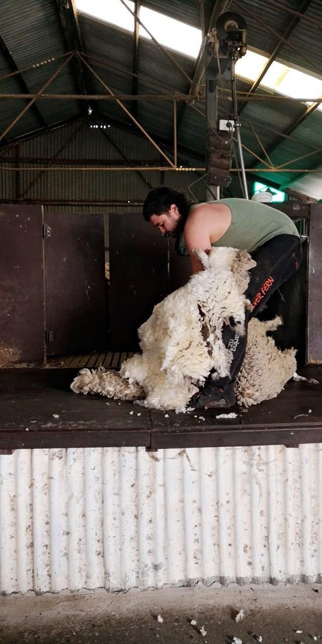 Dub Eezy Shearing | 2 Woodbridge St, Hamilton VIC 3300, Australia | Phone: 0438 875 096