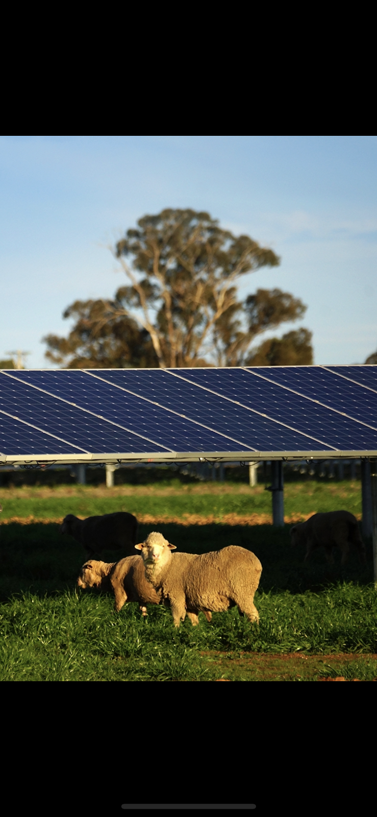 Numurkah Solar Farm |  | 296 Wunghnu Rd, Drumanure VIC 3636, Australia | 0439149593 OR +61 439 149 593