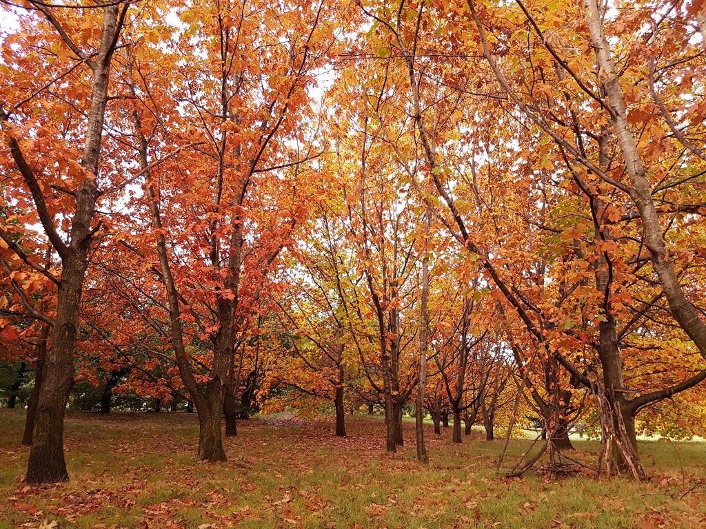 Yarralumla Bay Oval | Yarralumla ACT 2600, Australia