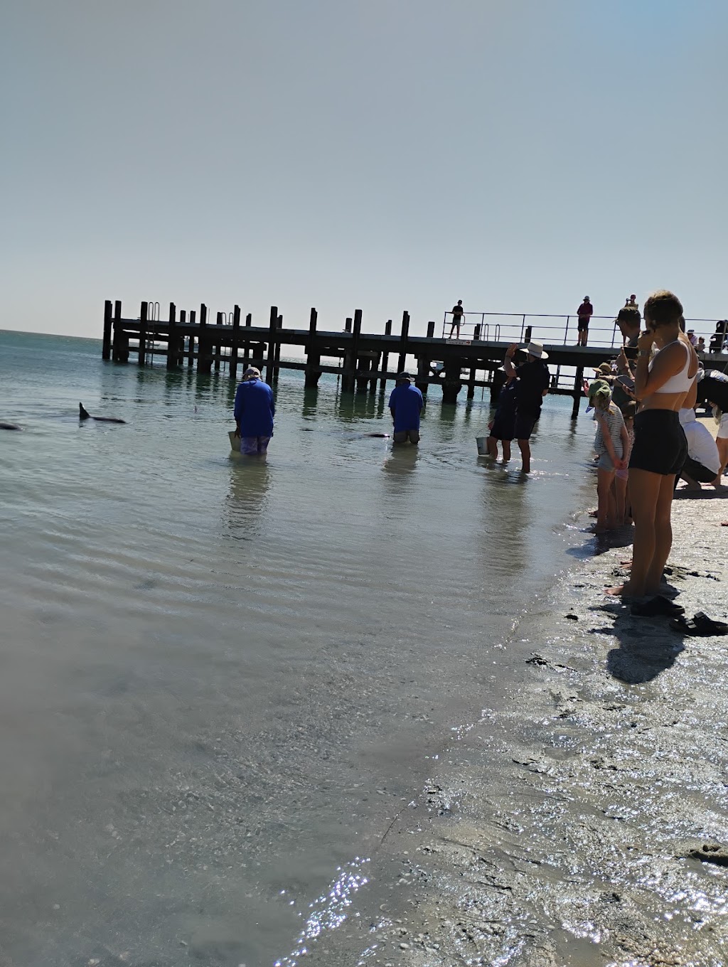 Shark Bay Seagrass Restoration | 1 Monkey Mia Rd, Monkey Mia WA 6537, Australia | Phone: 0428 835 468