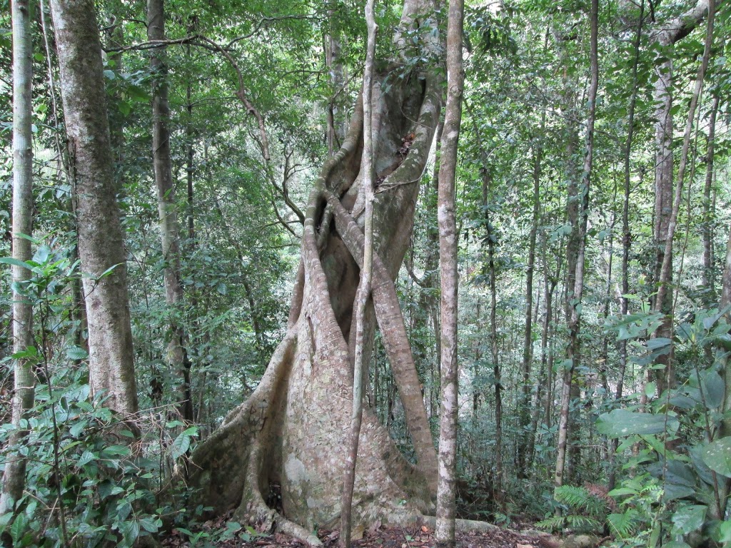 The Canopy Rainforest Treehouses & Wildlife Sanctuary | 247 Hogan Rd, Tarzali QLD 4885, Australia | Phone: (07) 4096 5364