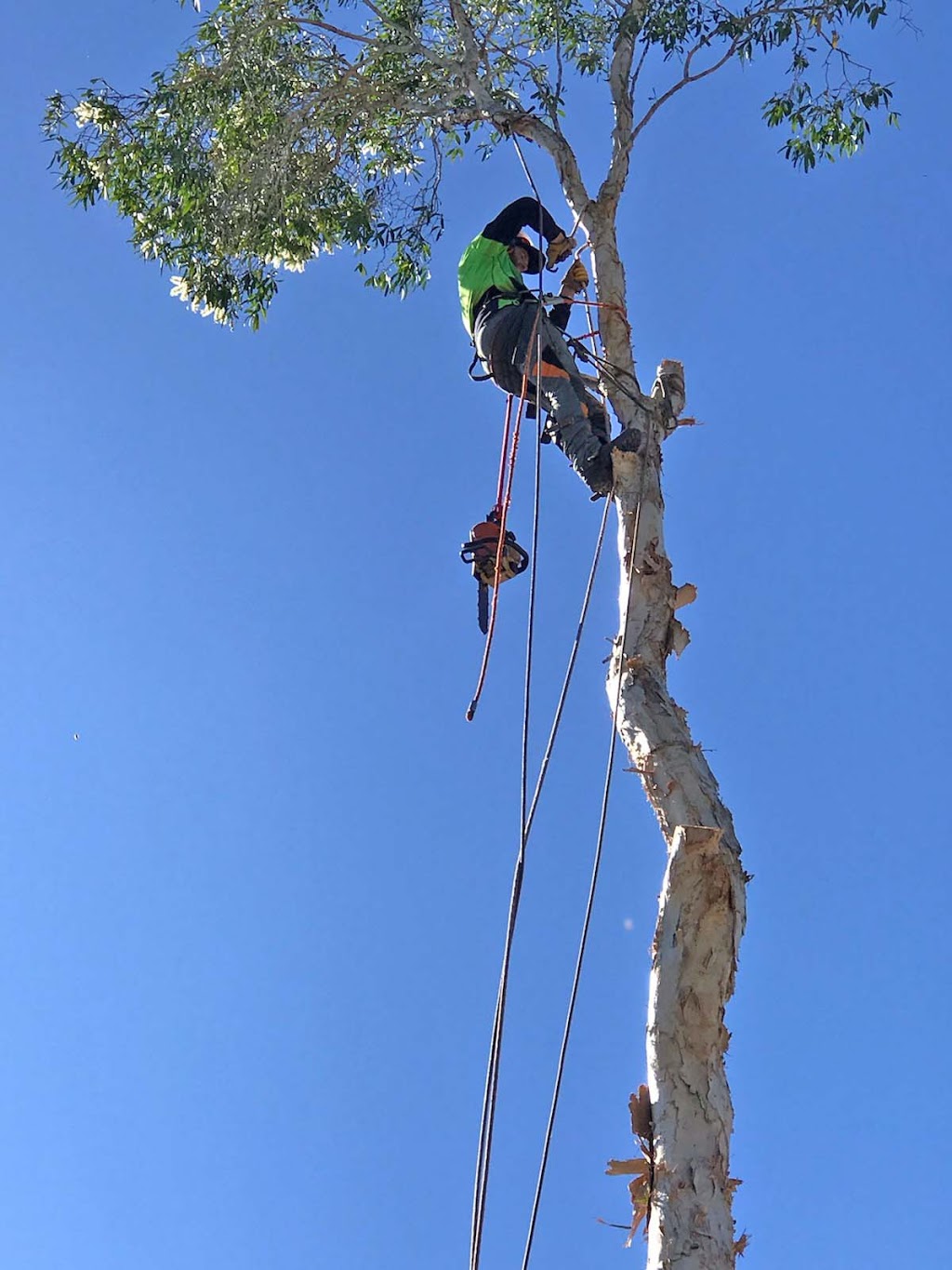 Eden Trees - Tree Removal Logan Brisbane - Arborist | 1322-1334 Chambers Flat Rd, Chambers Flat QLD 4133, Australia | Phone: (07) 5547 0934