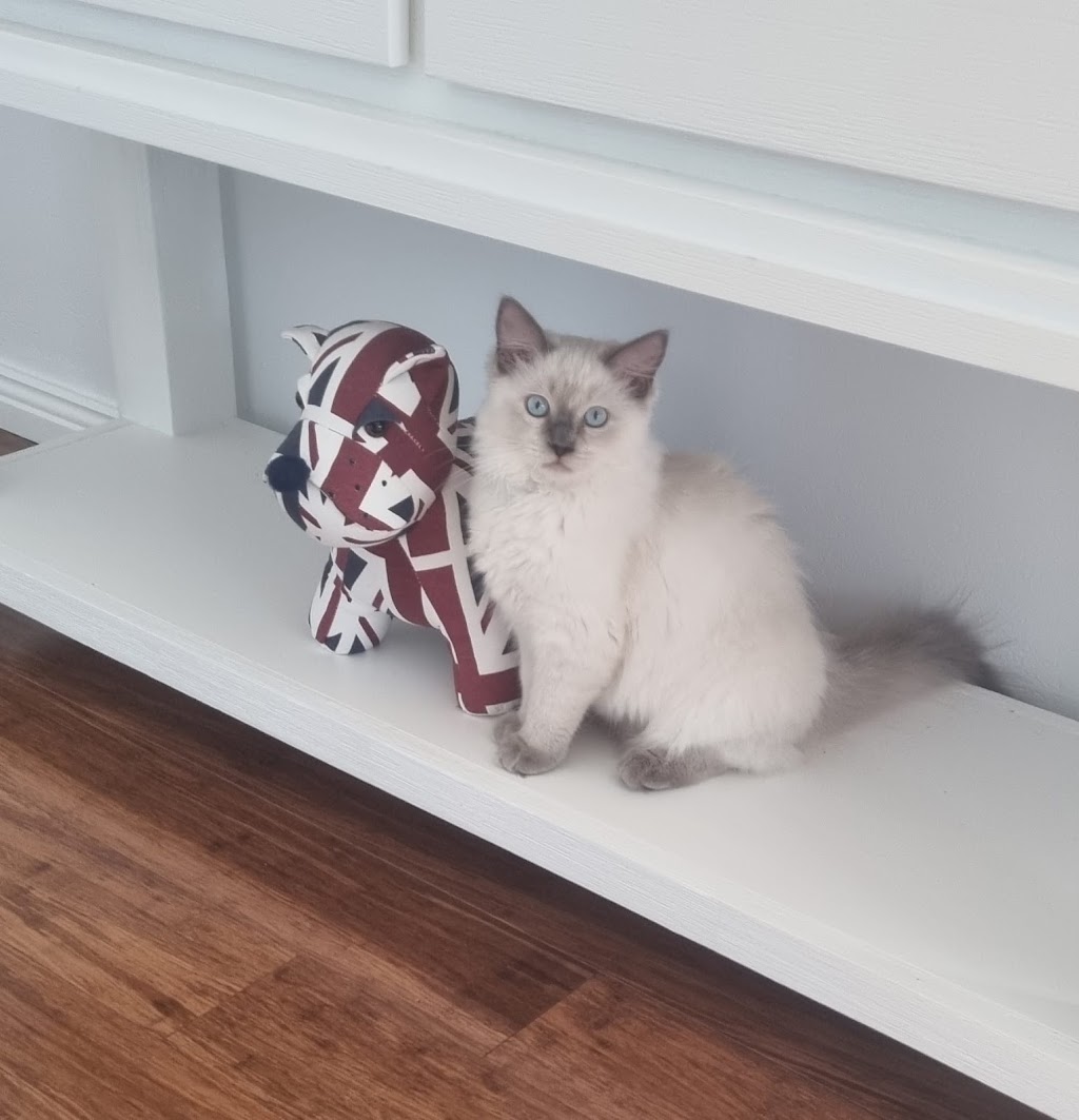 Affinity Ragdolls - Registered Sydney Ragdoll Cat Breeder | veterinary care | Annangrove Rd, Annangrove NSW 2156, Australia | 0417672024 OR +61 417 672 024