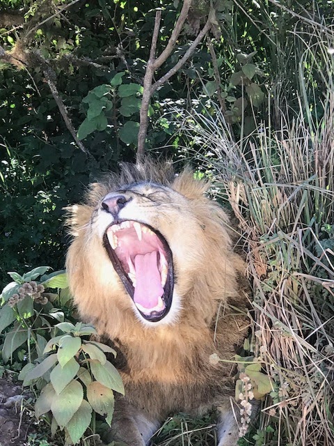 African Family Safaris | 42 Rigney Dr, Brierfield NSW 2454, Australia | Phone: (02) 6655 1838