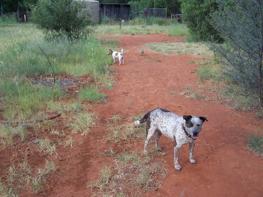 The Red Lizard Camping Ground | 30827 Mitchell Hwy, Charleville QLD 4470, Australia | Phone: 0428 928 867