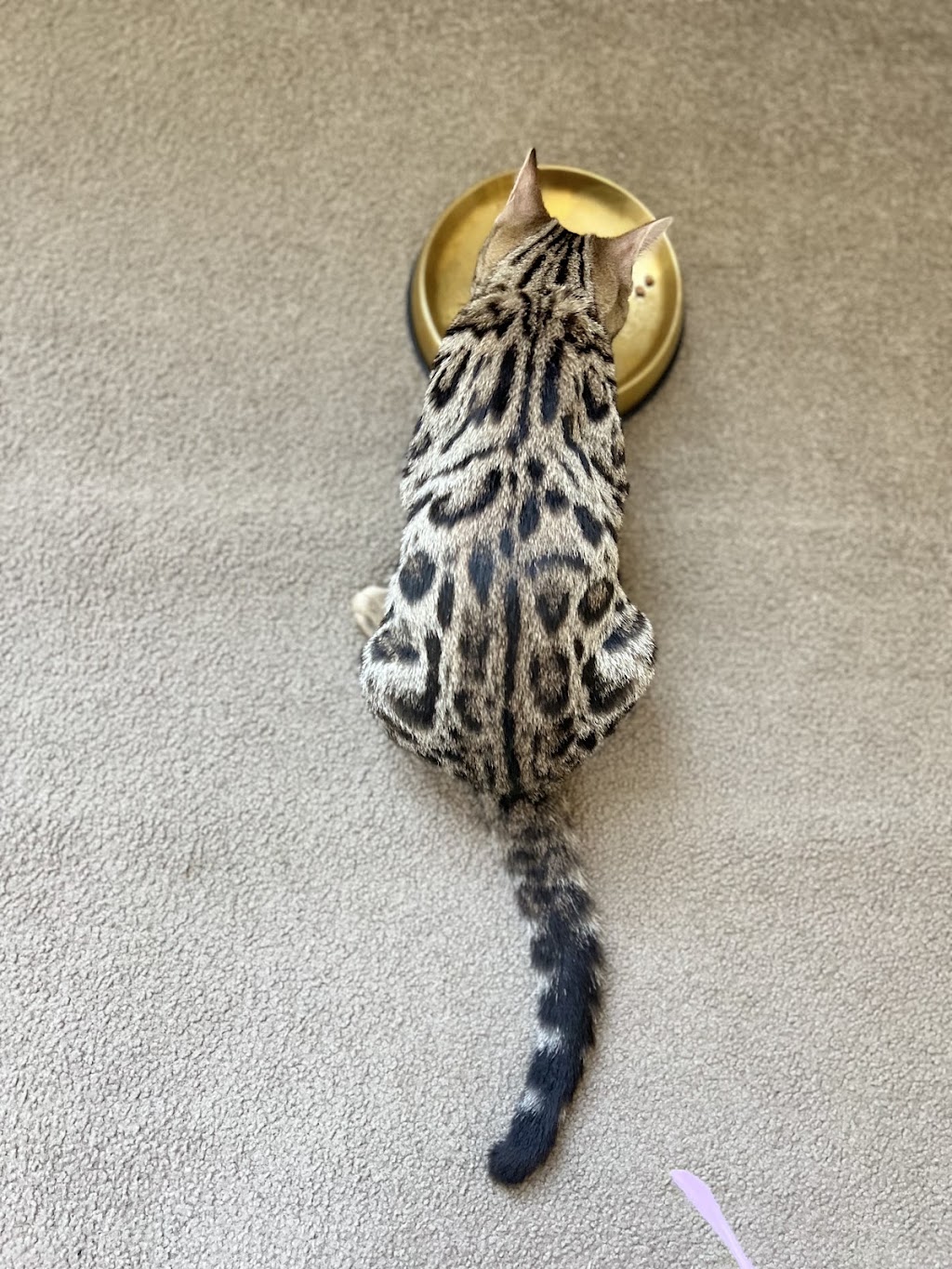 Lecruz Bengals: Registered Breeder In Australia | Minto Rd, Minto NSW 2566, Australia | Phone: 0481 200 229