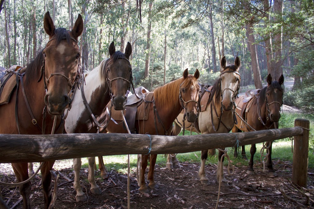 Hidden Trails by Horseback | travel agency | Bunstons Rd, Mansfield VIC 3724, Australia | 0357769867 OR +61 3 5776 9867