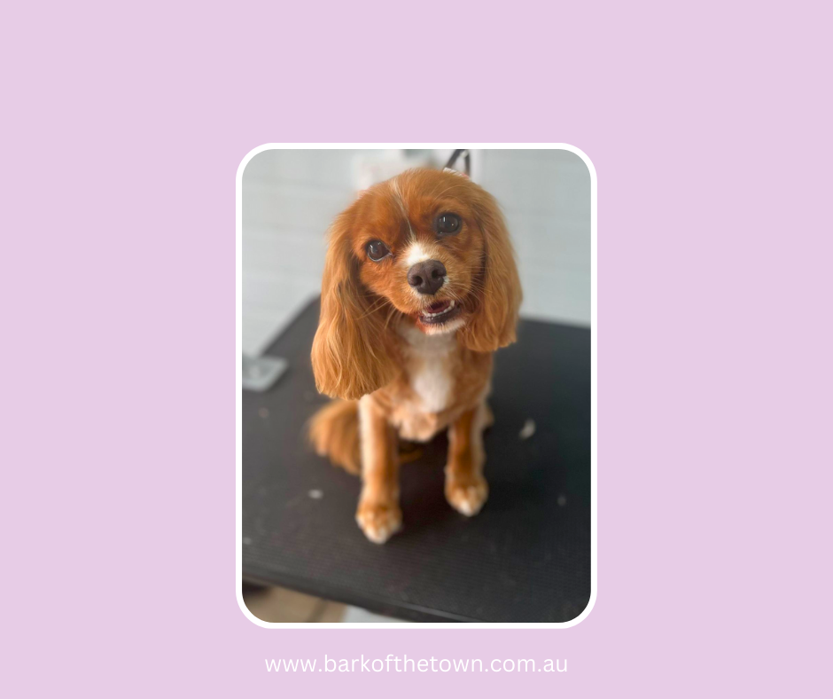 Bark of the Town | Northcote Ave, Paxton NSW 2325, Australia | Phone: 0482 569 711