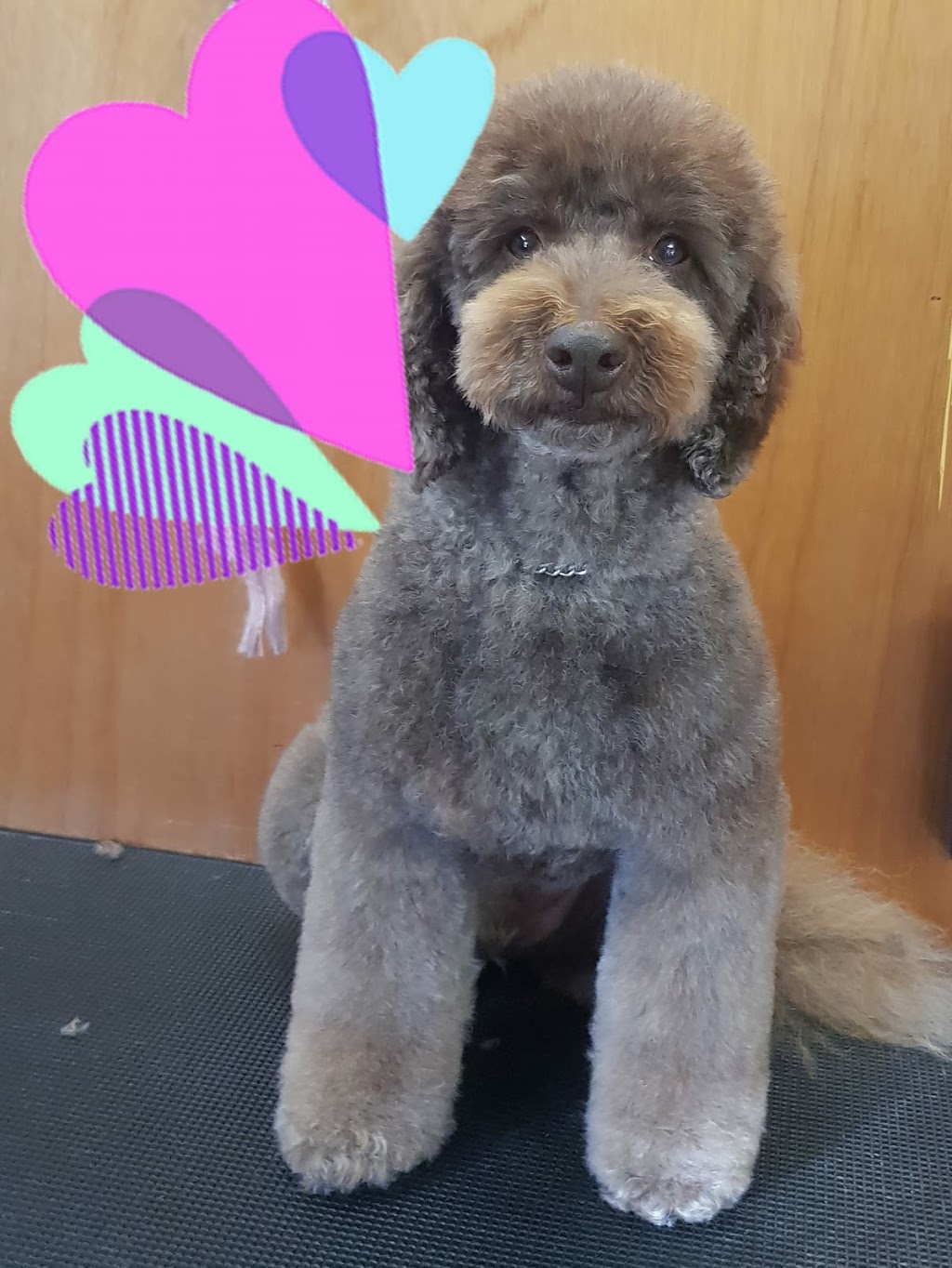 Michelles Dog Grooming | 363 Cabbage Tree Rd, Williamtown NSW 2318, Australia | Phone: 0403 262 099